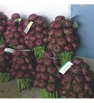 Piramidi da 20-30 Capolini