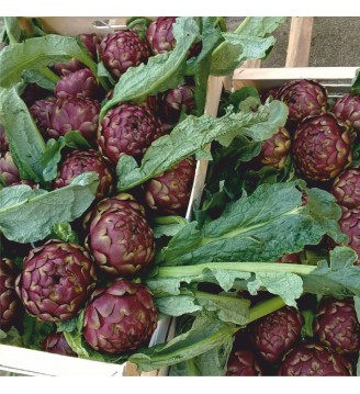 Padellone da cm 40X60X11H...