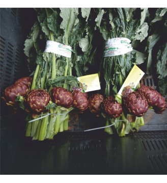 Fasci da 5-10-16 capolini...