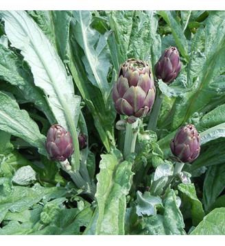 Carciofo FRANCESINO SAB