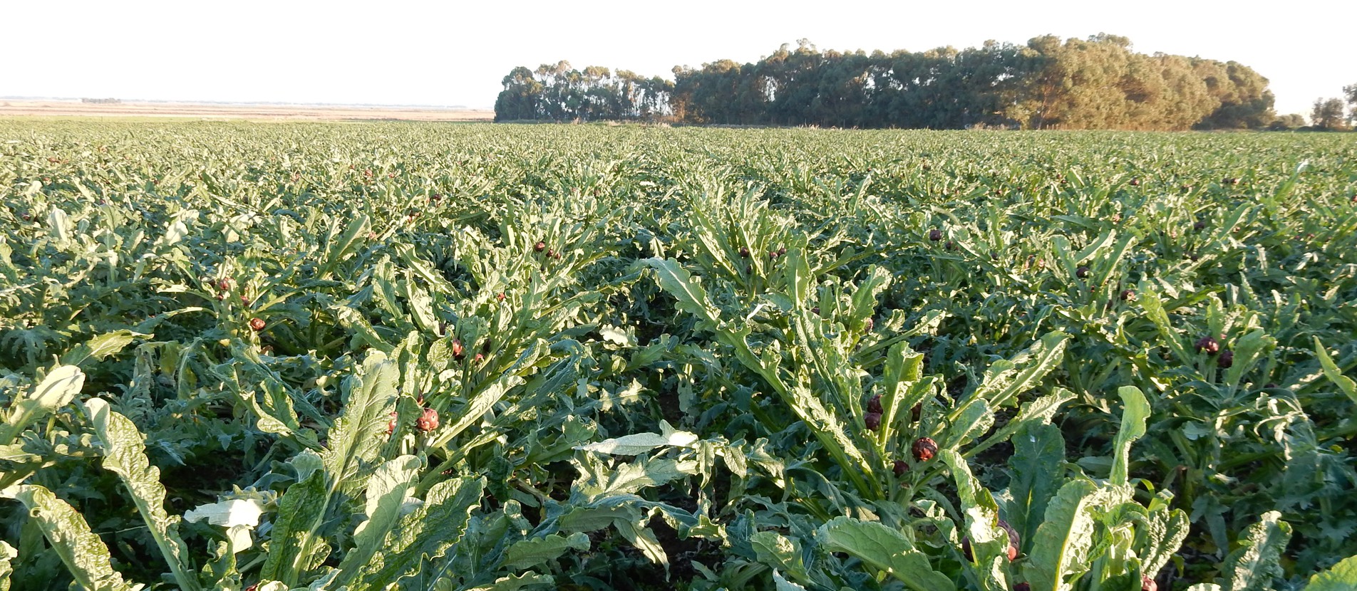 Selezioniamo solo prodotti di qualità